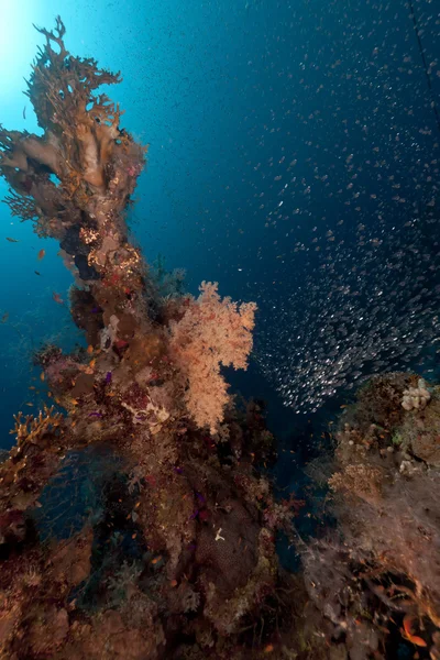 Tropisk undervattensvärld i Röda havet. — Stockfoto