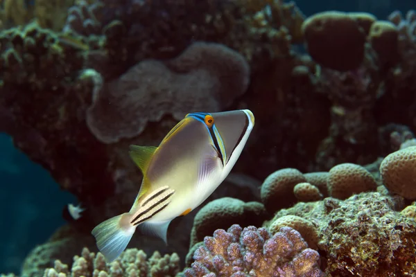 Picasso triggerfish in the Red sea. — 스톡 사진