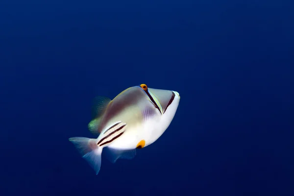 Picasso triggerfish in the Red sea. — стокове фото