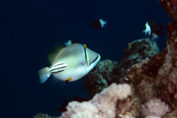 Picasso triggerfish in the Red sea. — Stock Photo, Image