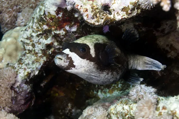 Gemaskerde pufferfish in de rode zee. — Stockfoto
