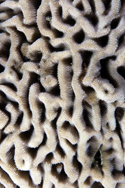 Texture of hard coral in the Red sea. — Stok fotoğraf