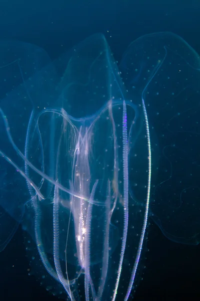 Siphonophore in the Red sea. — Stock Photo, Image