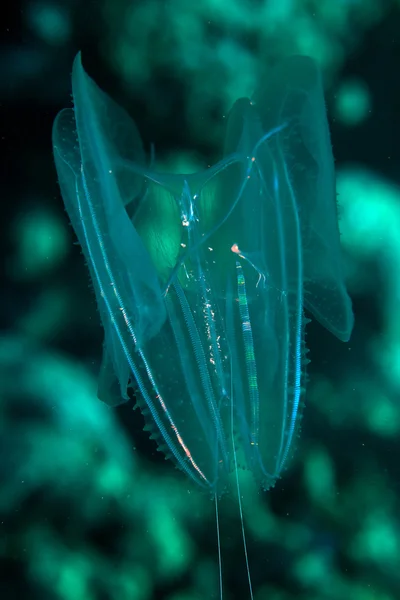 Siphonophore in the Red sea. — Stock Photo, Image
