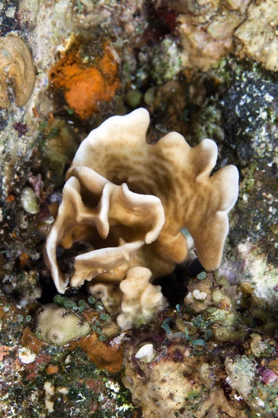 Redmouth grouper in de rode zee. — Stockfoto