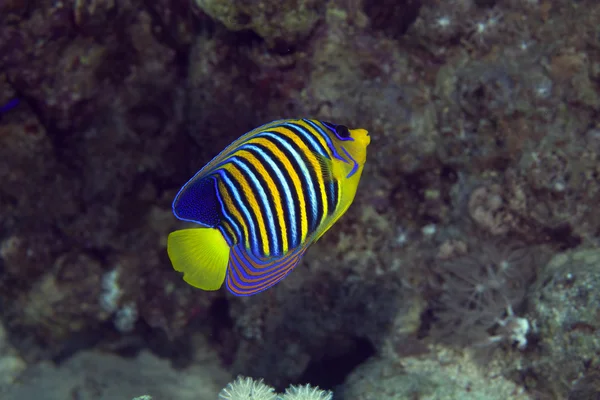 Royal angelfish in the Red sea. — Stock Photo, Image