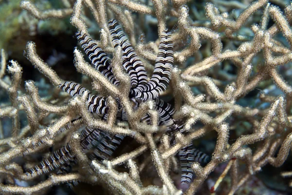 Featherstar i noded grenig korall. — Stockfoto