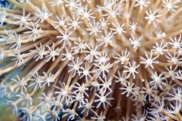 皮革珊瑚在红海的详细信息. — 图库照片