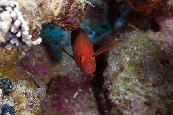 Korallenhintern im Roten Meer. — Stockfoto