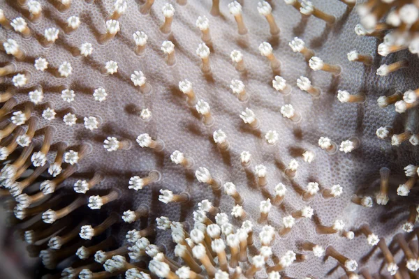 Detail kůže korálové útesy v Rudém moři. — Stock fotografie