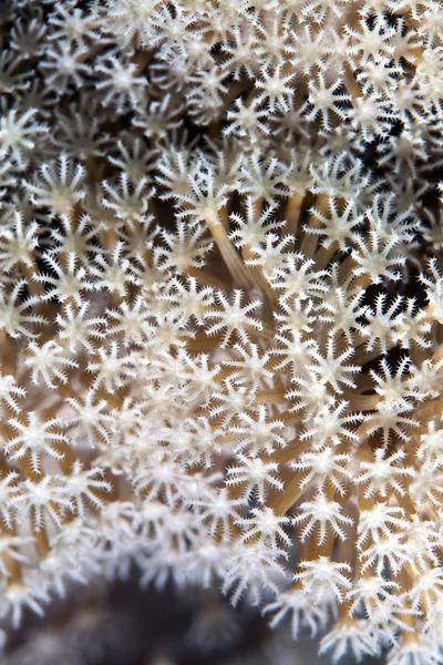 Dettaglio corallo in pelle nel Mar Rosso . — Foto Stock