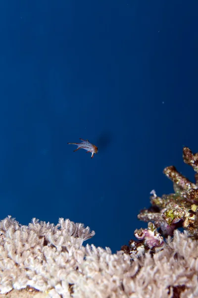 Merluzzo carbonaro nel Mar Rosso . — Foto Stock