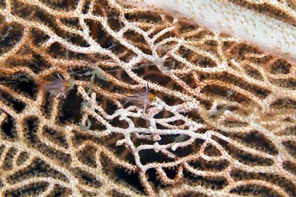 Lyretail hogfish no mar Vermelho . — Fotografia de Stock