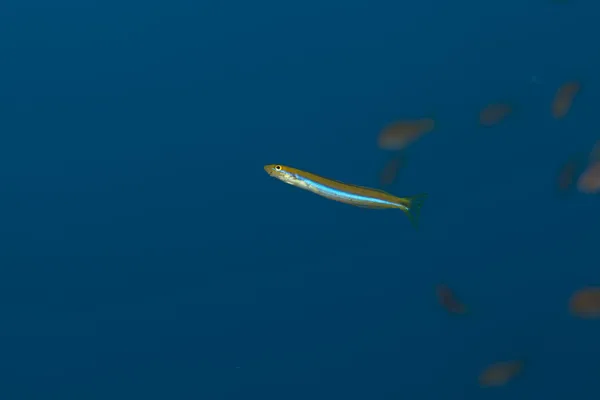 Собачка sabretooth шкалою їдять в Червоному морі. — стокове фото