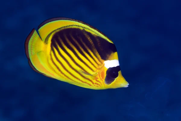 Striped butterflyfish in the Red sea. — Stock Photo, Image