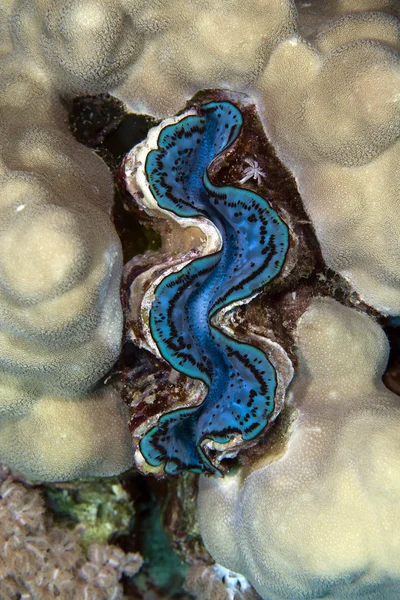 Jätte mussla i Röda havet. — Stockfoto