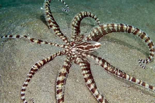 Polvo mímico (thaumoctopus mimicus) no Mar Vermelho . Imagens De Bancos De Imagens