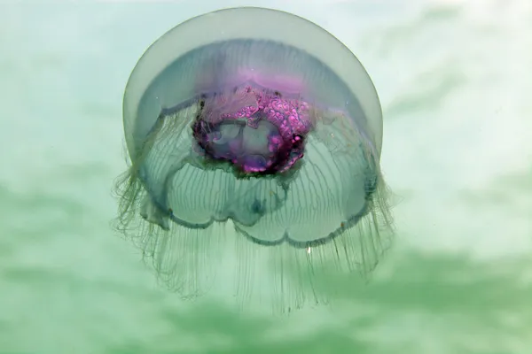 Moon jellyfish (aurelia aurita) in the Red Sea. Stock Photo