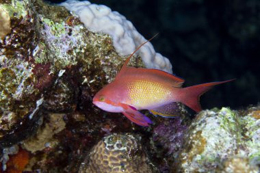 Lyretail anthias in the Red sea. clipart