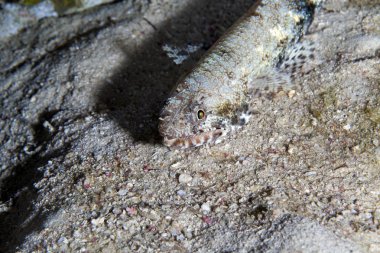 red Sea lizardfish.