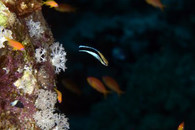 Bluestreak temiz wrasse (Labroides dimidiatus) .