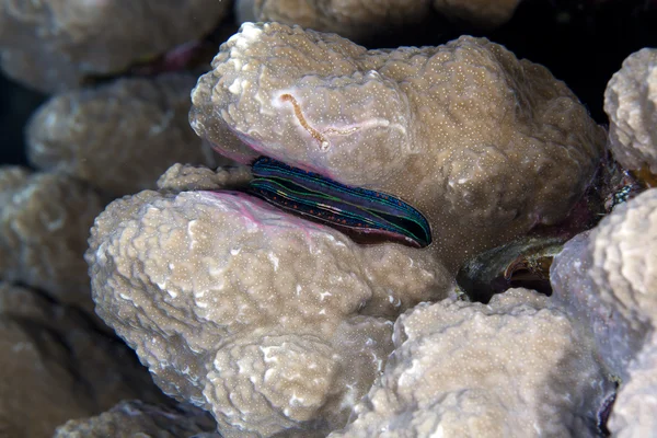Vieiras de coral (pedum spondyloideum) en el Mar Rojo . —  Fotos de Stock