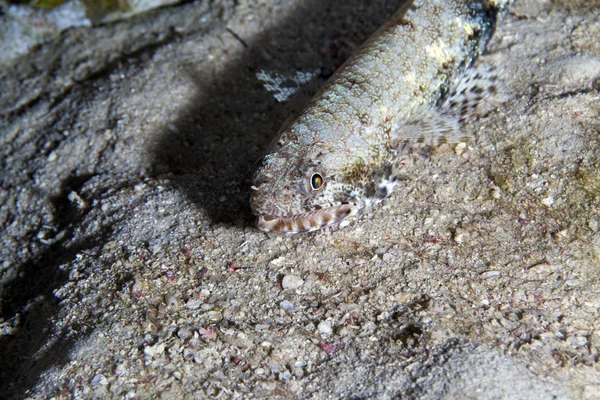 Lizardfish in de rode zee. — Stockfoto