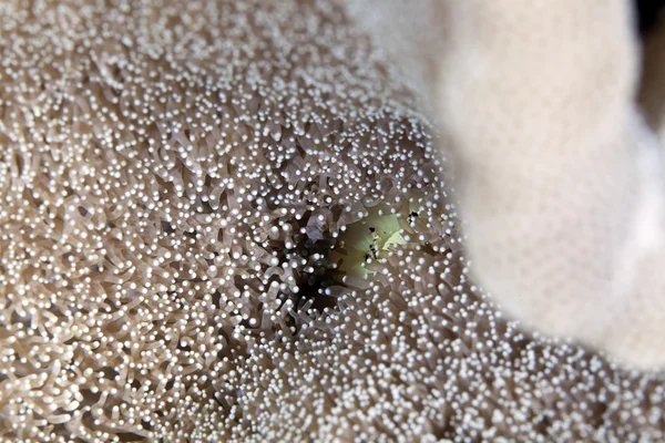 Mynningen av en självhäftande anemone i Röda havet. — Stockfoto