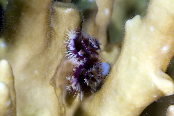 Christmas tree worm (spirobranchus giganteus) in the Red sea. — Stock Photo, Image