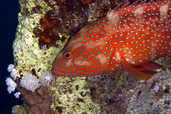 Koral w Morzu Czerwonym. — Zdjęcie stockowe