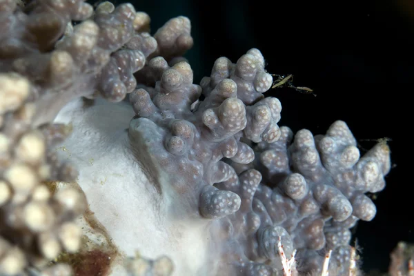 Detalj av kort-finger läder koraller. — Stockfoto