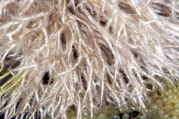 Chironephthya 栓皮在红海的细节. — 图库照片