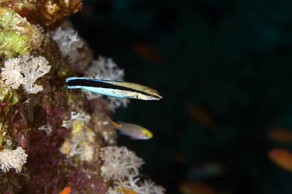 Pulitore bluestreak wrasse (Labroides dimidiatus ) . — Foto Stock