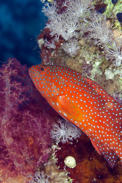 Coral detrás en el Mar Rojo . — Foto de Stock