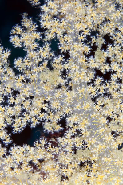 Dendronephthya v Rudém moři. — Stock fotografie