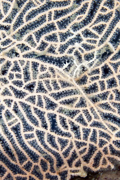 stock image Detail of a sea fan in the Red Sea.