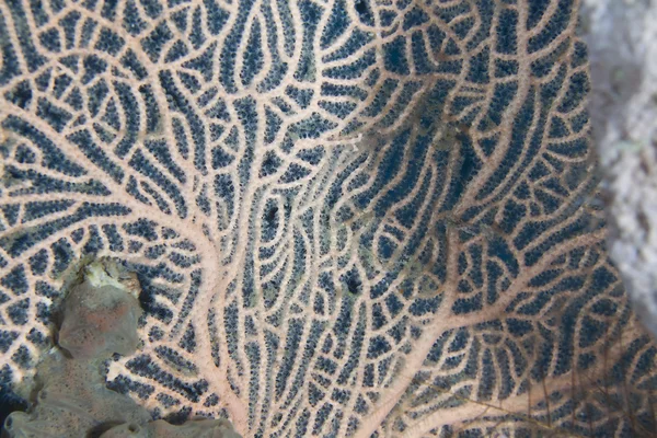 Detalle de un abanico de mar en el Mar Rojo . — Foto de Stock