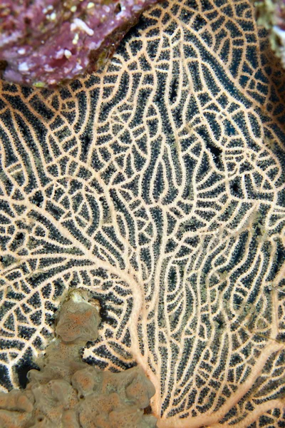 Detalle de un abanico de mar en el Mar Rojo . —  Fotos de Stock