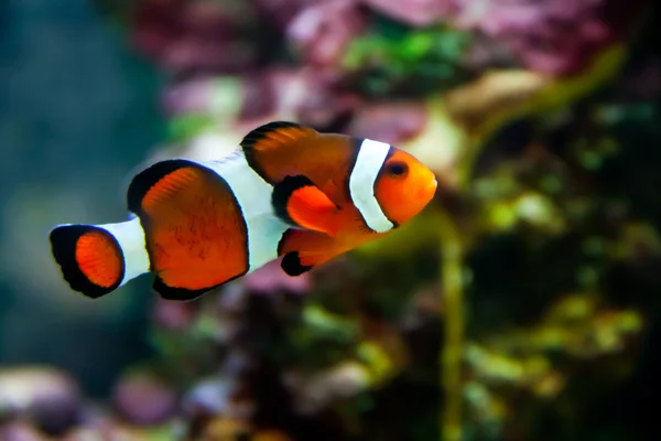 Clownfish Jogdíjmentes Stock Képek