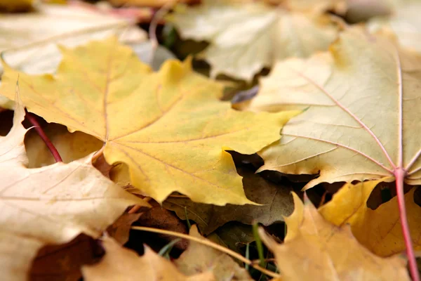Belle foglie — Foto Stock