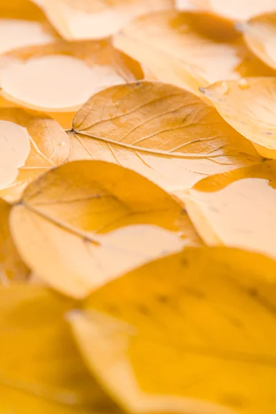Теплые цвета осени . — стоковое фото