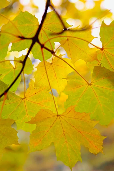 Herbstzweig — Stockfoto