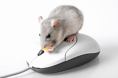 Grey mouse clipart