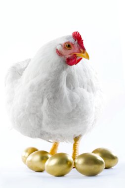 Broody hen clipart