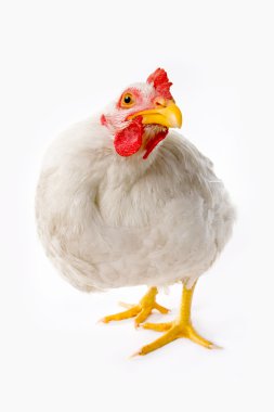 Chicken clipart