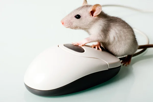 Domu myszy — Zdjęcie stockowe
