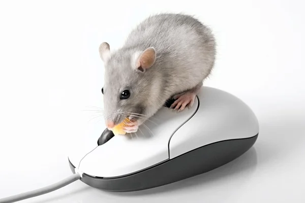 Šedá myš — Stock fotografie