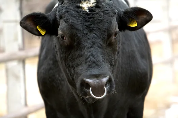 Ciekawy byka — Zdjęcie stockowe