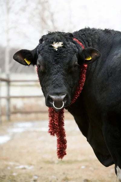 New Year ox — Stock Photo, Image