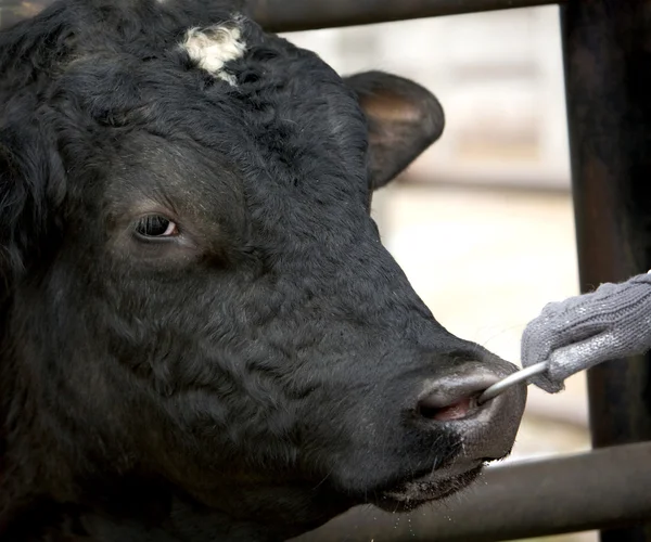 Carni bovine detenute — Foto Stock